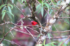 Aethopyga temminckii