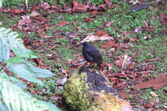 Myophonus borneensis