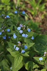 Brunnera sibirica