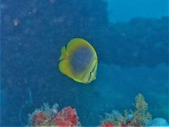 Chaetodon aureofasciatus