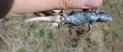 Sceloporus aeneus