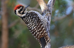 Ladder-Backed Woodpecker photo 3