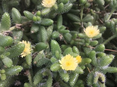 Delosperma echinatum