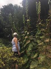 Cardiocrinum giganteum