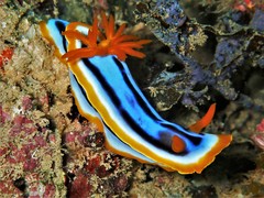 Chromodoris elisabethina