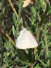 Satyrium sylvinus
