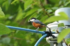 Sittiparus castaneoventris