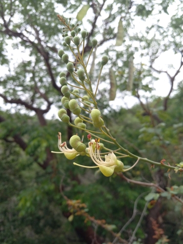 Caesalpinia brasiliensis