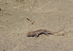 Sceloporus aeneus