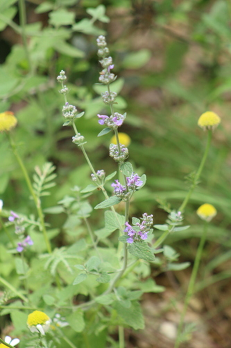 Image of Nepeta curviflora by (c) yelena_antipova, some rights reserved (CC BY)