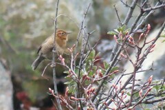 Santa Marta Wren photo 1