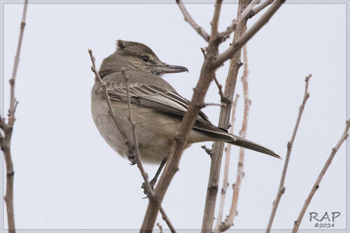 Grey-bellied Shrike-tyrant