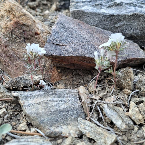 San Gabriel linanthus (Linanthus concinnus)