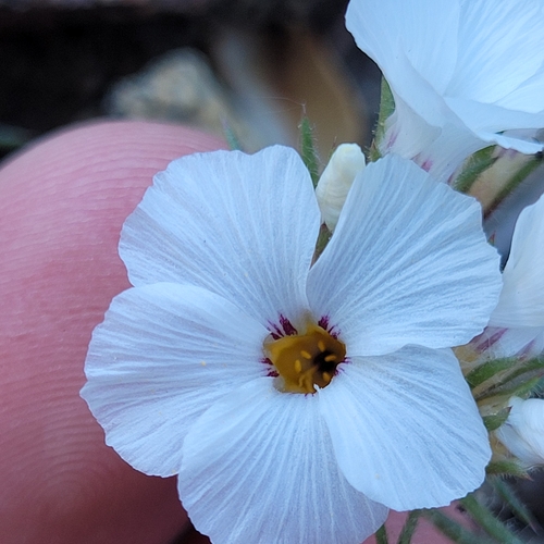 Image of Linanthus concinnus by (c) Konshau Duman, some rights reserved (CC BY)