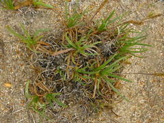 Plantago carnosa