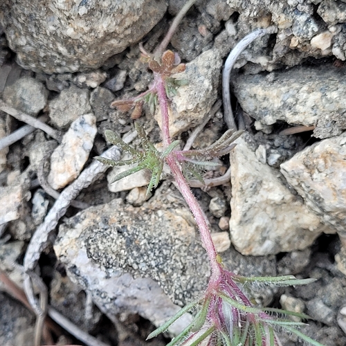 Image of Linanthus concinnus by (c) Konshau Duman, some rights reserved (CC BY)