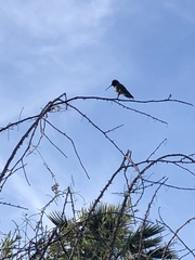 Archilochus alexandri