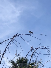 Archilochus alexandri