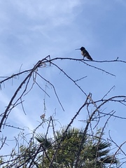 Archilochus alexandri