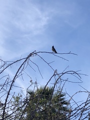 Archilochus alexandri