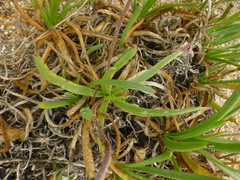 Plantago carnosa