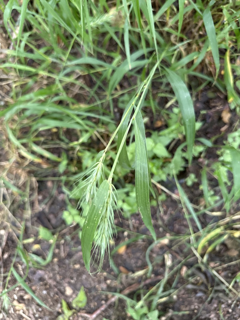 MacGregor's Wildrye from Sunset Village Dr, San Antonio, TX, US on May