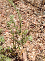 Cryptantha crassisepala
