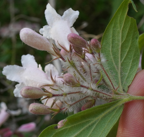 Image of Kolkwitzia amabilis by (c) Patrick Hacker, some rights reserved (CC BY)
