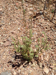 Cryptantha crassisepala