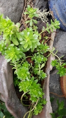 Sedum × luteoviride