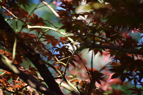 Carolina Chickadee photographed in Georgia