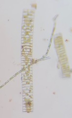 Fragilaria