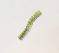 Desmidium