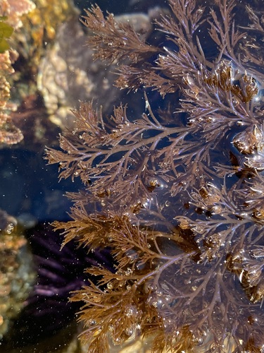 Odonthalia