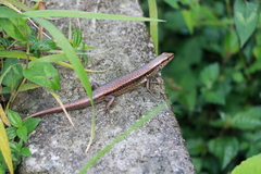 Sphenomorphus incognitus