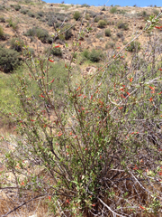 Anisacanthus thurberi