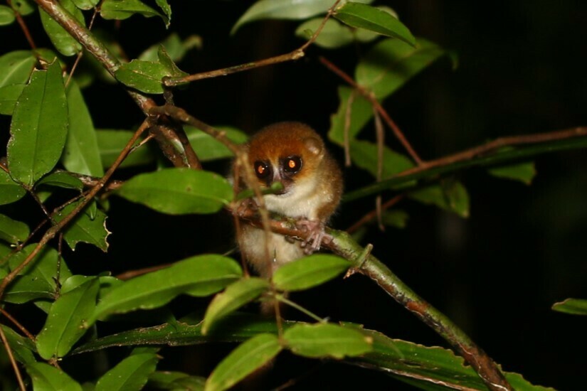 Anjiahely Mouse Lemur
