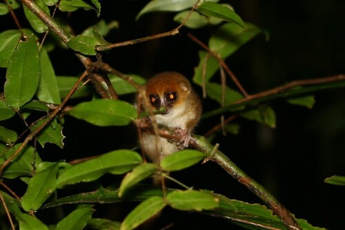 MacArthur's Mouse Lemur (Microcebus macarthurii) — Endangered Mammalia