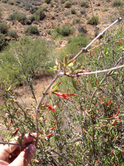 Anisacanthus thurberi