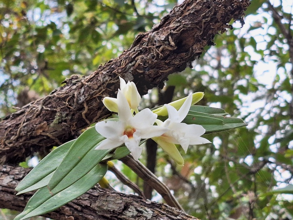 Dendrobium draconis Rchb.f.