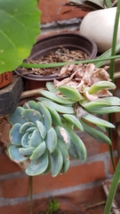 Echeveria elegans