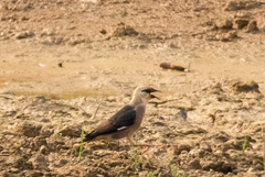 Acridotheres leucocephalus