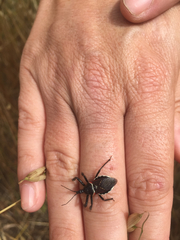 Apiomerus californicus