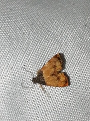 Tripudia goyanensis