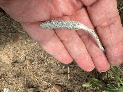 Tallow Weed (Plantago hookeriana)