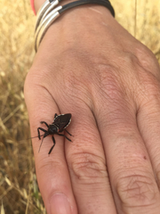 Apiomerus californicus