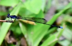 Prodasineura laidlawii