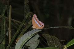 Coelites euptychioides