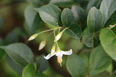 Styrax formosanus