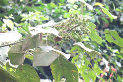 Chloropsis cyanopogon